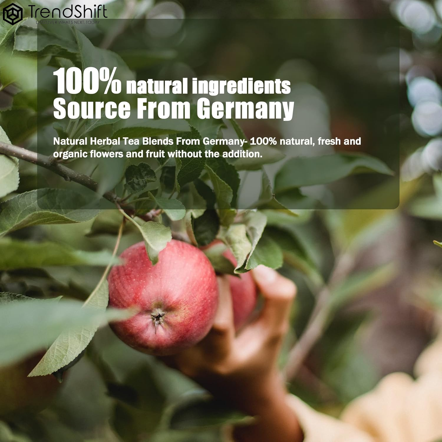 Satsuma Citrus Herbal Loose Leaf Tea, 20 CT Corn Fibre Pyramid Tea Bags - German Natural Non Caffeinated Tea for Kids with Fruits & Chrysanthemum - Brew Hot or Iced Tea